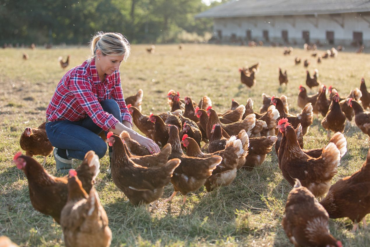 Landwirtin fuettert grosse Hennengruppe auf weitlaeufigem Auslauf mit ausgewogenem Huehnerfutter